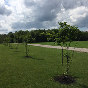 Mike Fenstermaker - Serviceberry Trees