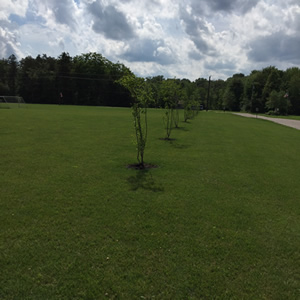 Mike Fenstermaker - Serviceberry Trees